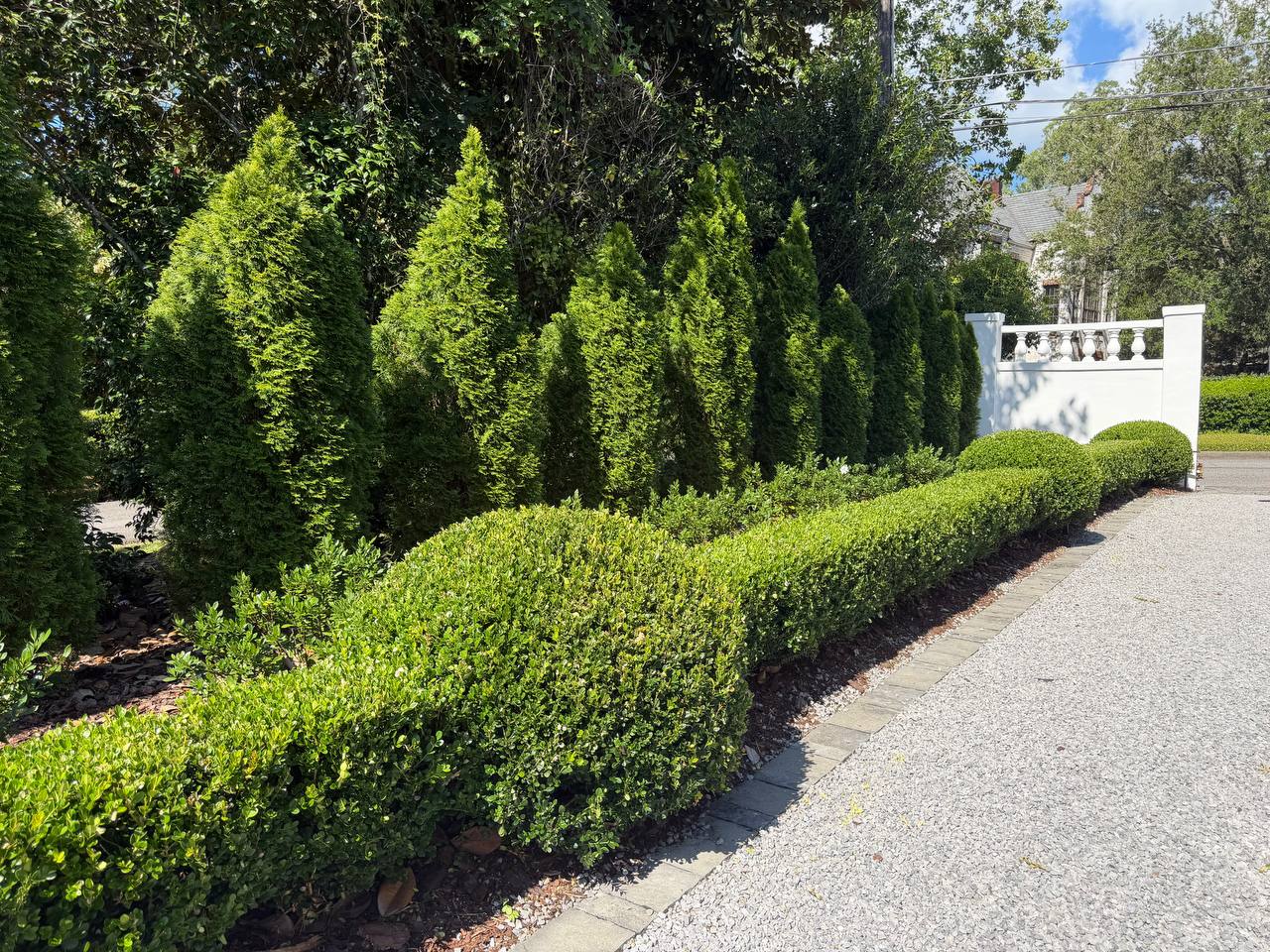 Wide driveway view with neatly pruned boxwood hedges, rounded shrubs, and tall conical evergreens